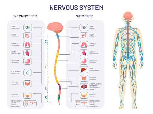 Chiropractic Spine Diagram